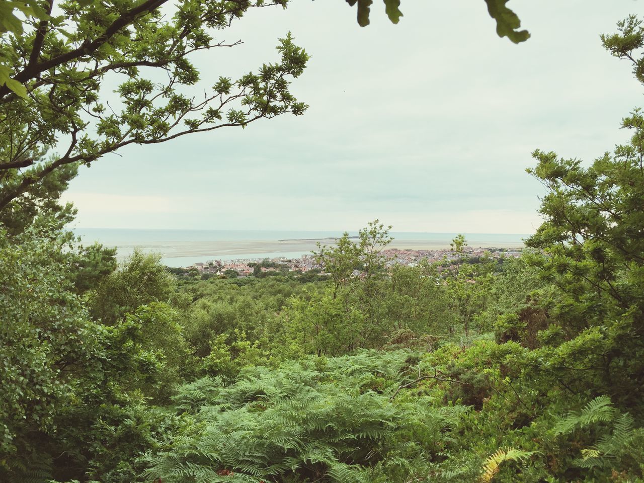 tree, sky, tranquil scene, tranquility, horizon over water, scenics, sea, beauty in nature, growth, nature, green color, water, plant, cloud, cloud - sky, idyllic, branch, landscape, day, outdoors