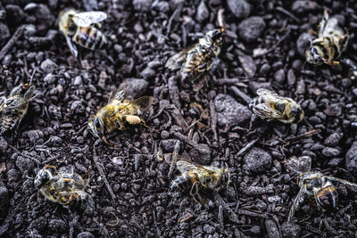 High angle view of bee on ground