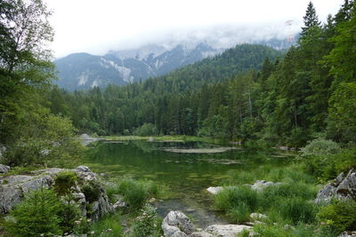 Scenic view of waterfall in forest