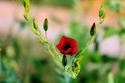 Close-up of red flowering plant