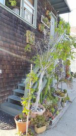 Plant growing in front of brick wall