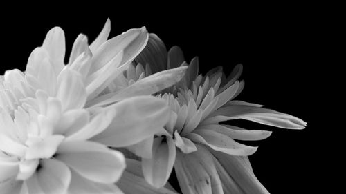 Close-up of white flowers over black background