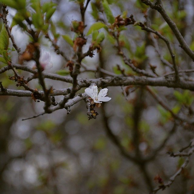 branch, tree, growth, focus on foreground, twig, nature, close-up, flower, beauty in nature, freshness, selective focus, low angle view, day, leaf, outdoors, white color, fragility, no people, blossom, tranquility