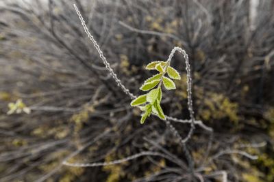 Close-up of plant