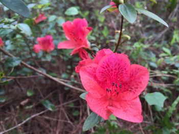 Close-up of pink flowers