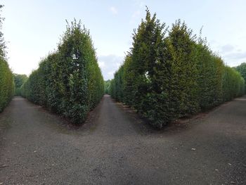 Road amidst trees against sky