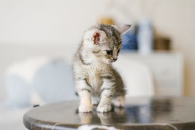 pet