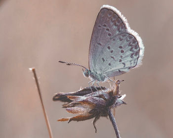 Close-up of butterfly on flower