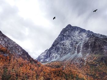 Low angle view of bird flying against mountain range