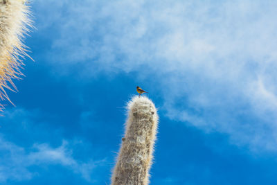 Low angle view of bird perching on a cactus against blue sky