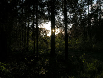 Trees against sky during sunset