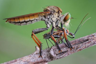 Close-up of dragonfly on twig