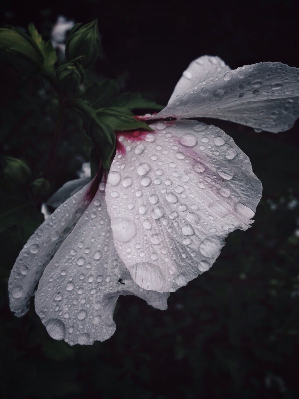 drop, wet, water, freshness, leaf, close-up, fragility, growth, dew, beauty in nature, raindrop, nature, season, weather, rain, plant, flower, focus on foreground, droplet, leaf vein