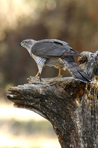 Close-up of bird perching on tree