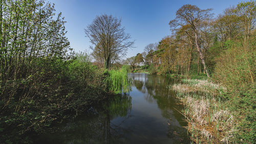 Scenic view of lake in forest against sky