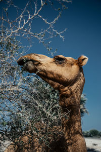 Low angle view of camel against sky