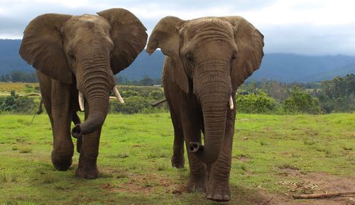 View of elephant on field