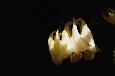 Close-up of white rose against black background