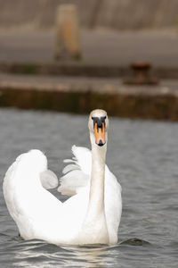 Swan swimming in lake