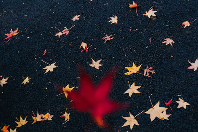 High angle view of maple leaves