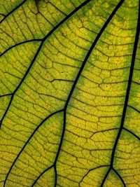 Full frame shot of yellow leaf