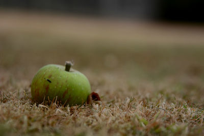 Close-up of apple on field