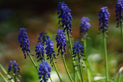 Close-up of purple flowering plants