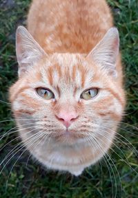 Close-up portrait of cat