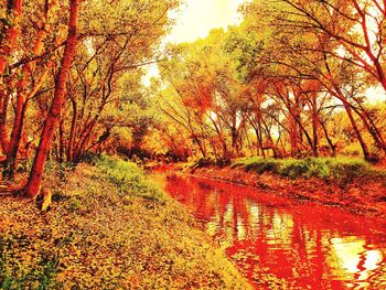 Scenic view of forest during autumn