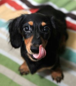 Close-up portrait of a dog