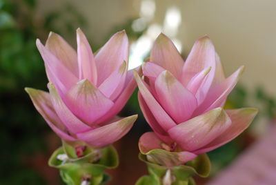 Close-up of pink lotus blooming outdoors