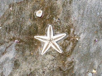 starfish