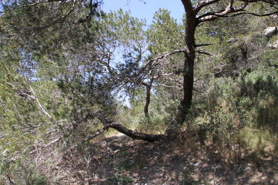 Trees in forest