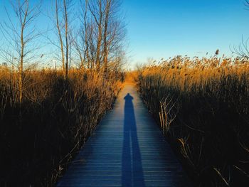 Boardwalk amidst plants against clear sky