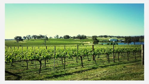 Scenic view of field against clear sky