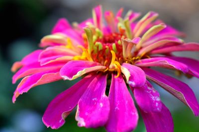 Close-up of wet pink flower