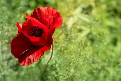 Close-up of red poppy flower