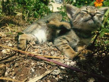 Cat lying on the ground