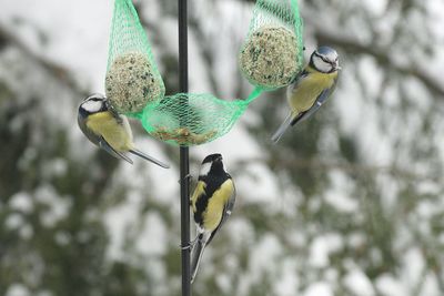 Tits eating from feeder during winter