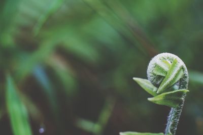 Close-up of green plant