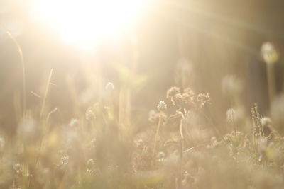 Plants growing on field against bright sun