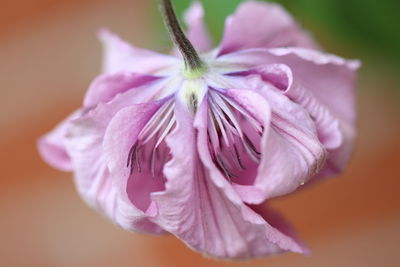 Close-up of pink rose flower