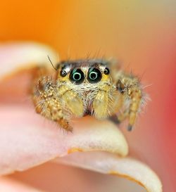 Close-up of spider