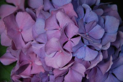 Full frame shot of purple hydrangea