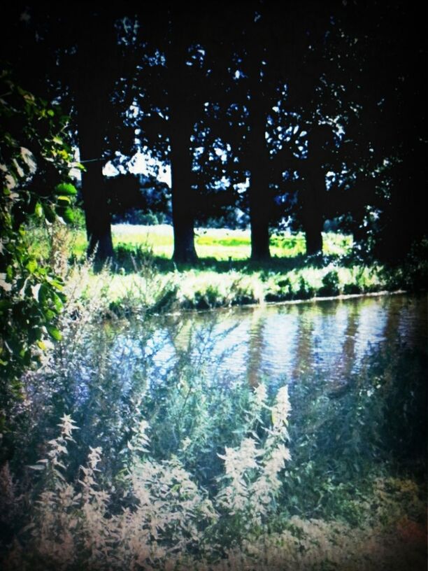 tree, tranquility, tranquil scene, growth, nature, beauty in nature, water, scenics, lake, tree trunk, branch, green color, idyllic, plant, pond, reflection, outdoors, day, no people, park - man made space