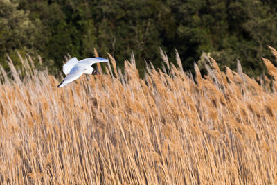 Bird flying over a field