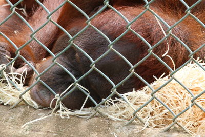 Close-up of lizard on white background
