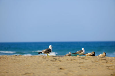 Seagulls perching on beach against clear blue sky