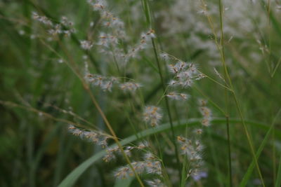 Close-up of dandelion on field