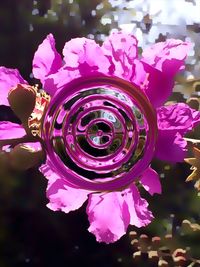 Close-up of pink flowers